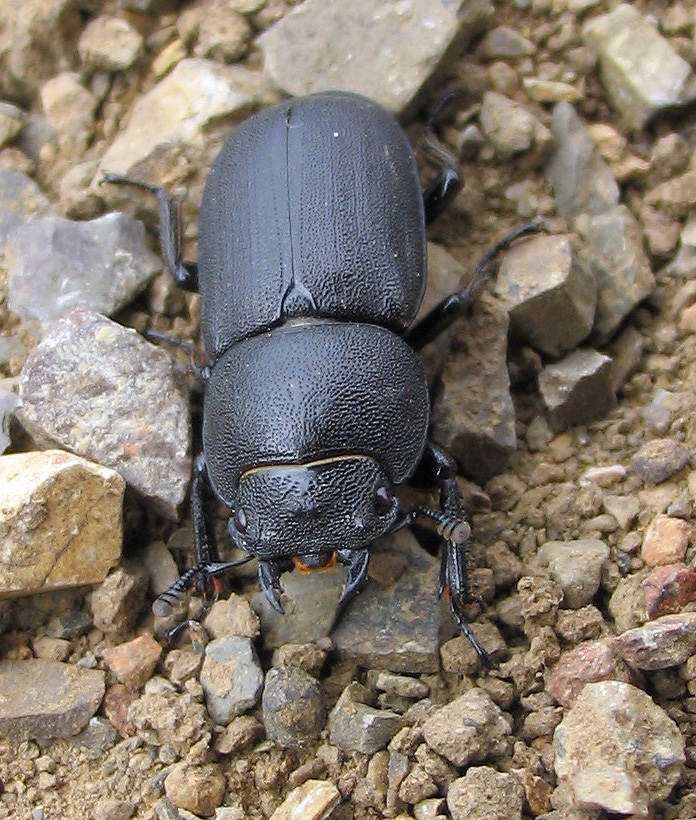 Lucanidae: Dorcus parallelepipedus