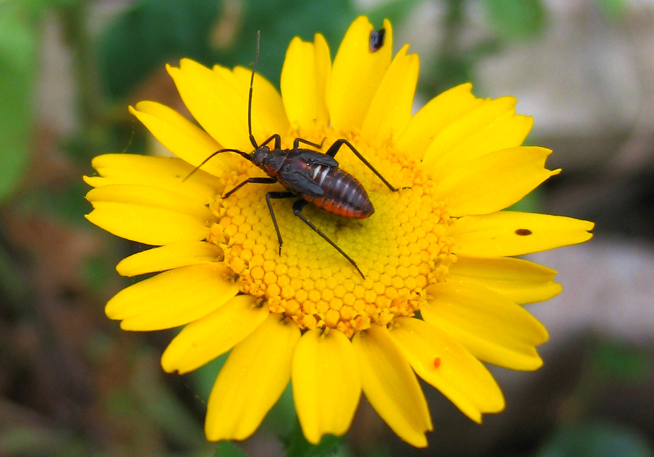 Closterotomus e Calocoris s.l. (giovani)