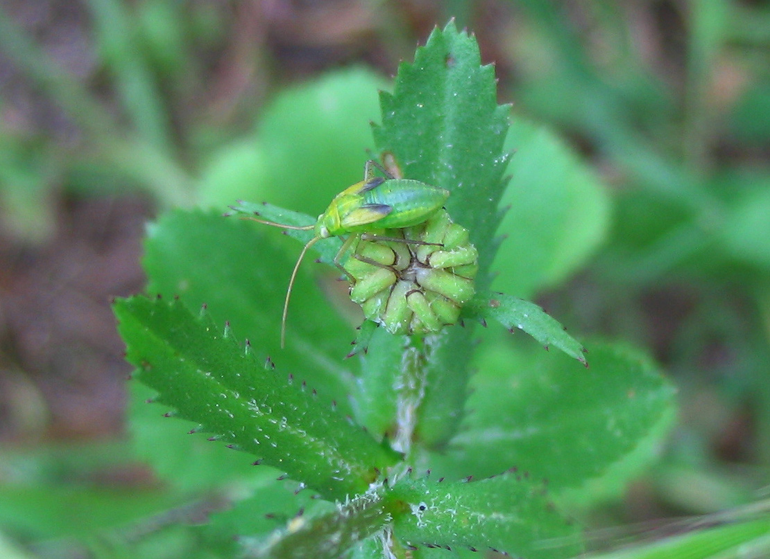 Closterotomus e Calocoris s.l. (giovani)