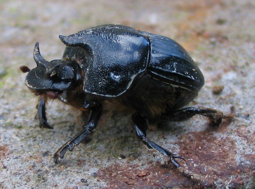 Scarabeidae: Bubas bison, maschio