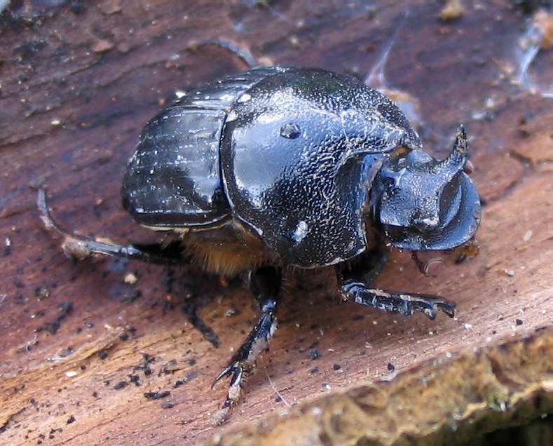 Scarabeidae: Bubas bison, maschio