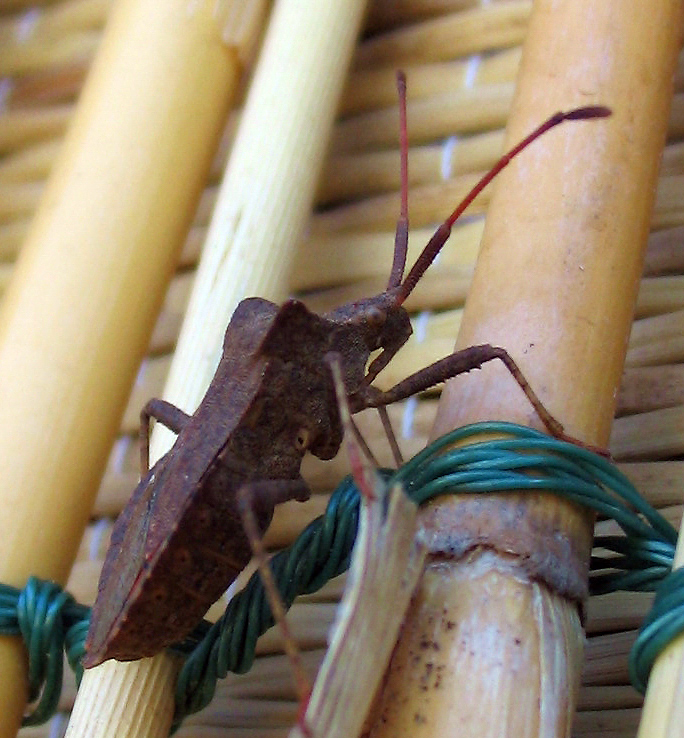 Gonocerus acuteangulatus (ninfa) e Coreus marginatus