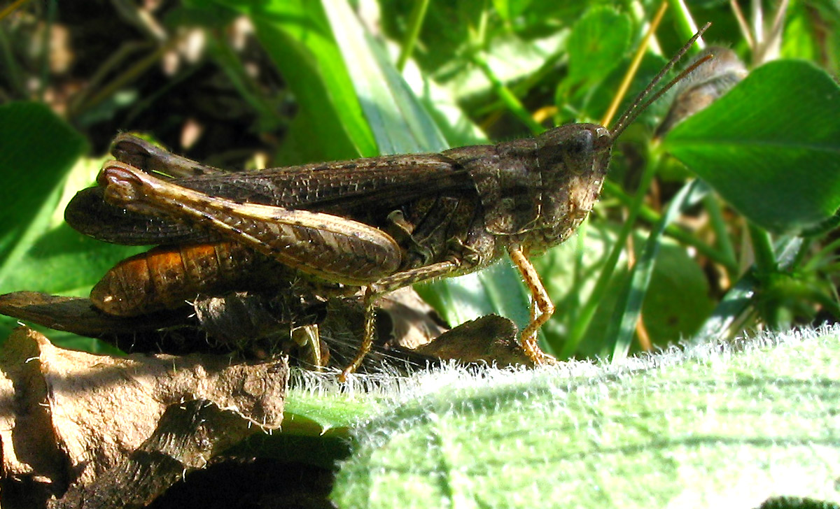 Orthoptera: Chorthippus (Glyptobothrus) cfr. rubratibialis