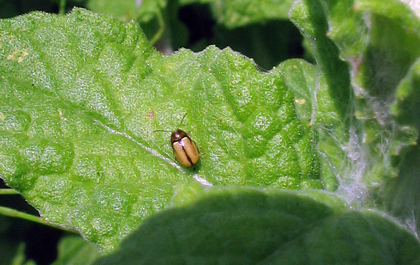 Chrysomelidae: due piccolissimi Cryptocephalus