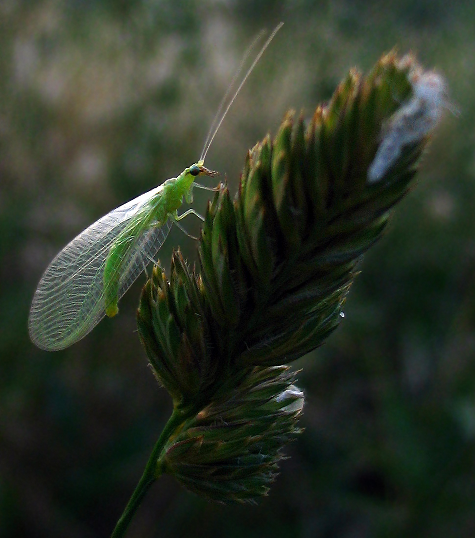 Chrysopidae