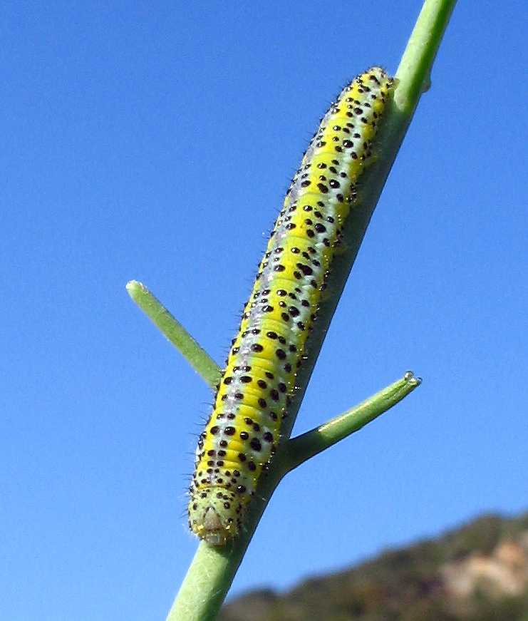 Euchloe ausonia e Pontia edusa