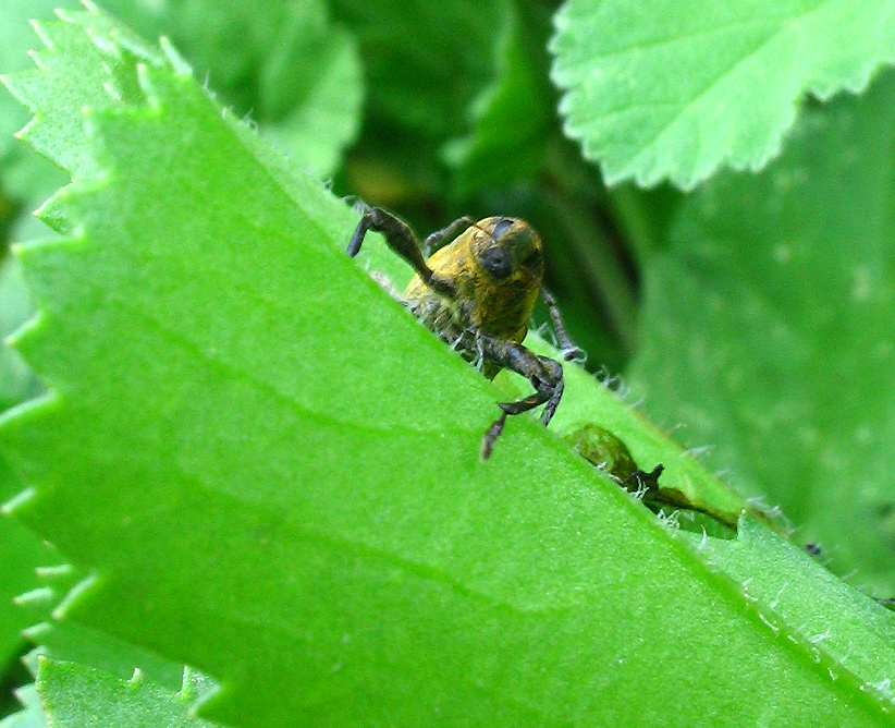 Lixus pulverulentus dell''Elba