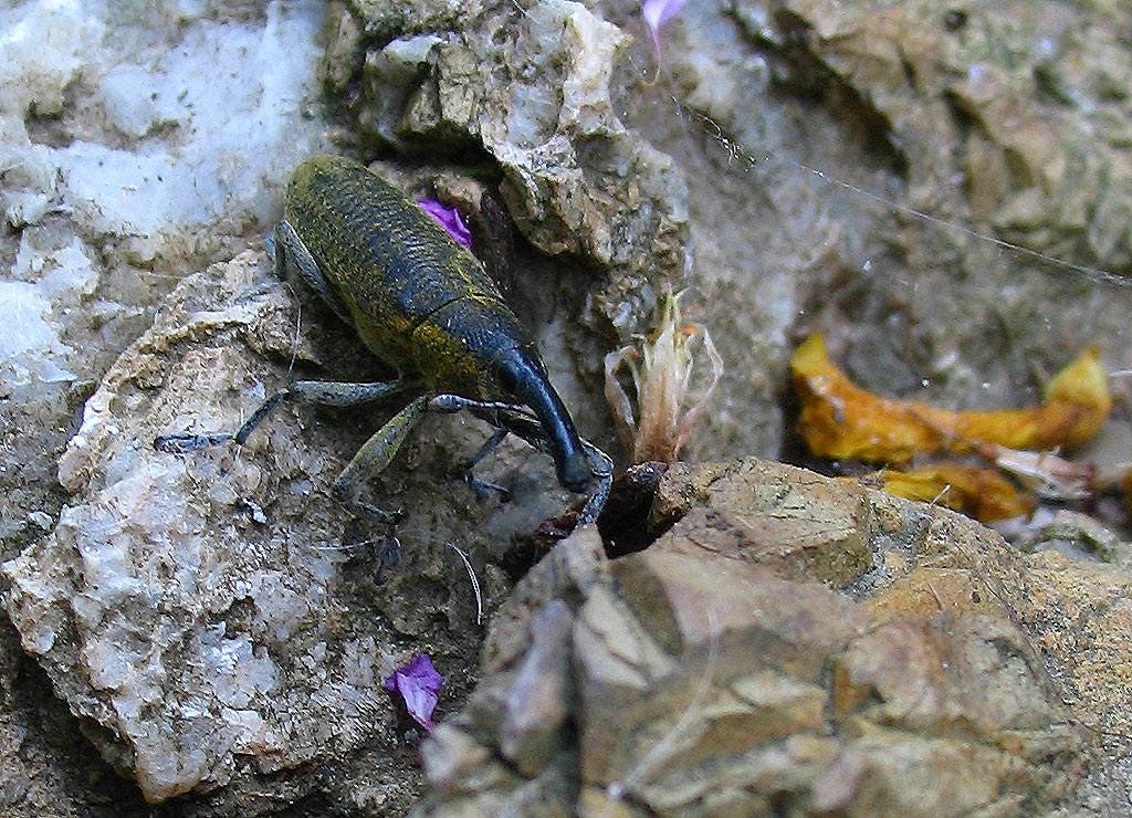 Lixus pulverulentus dell''Elba