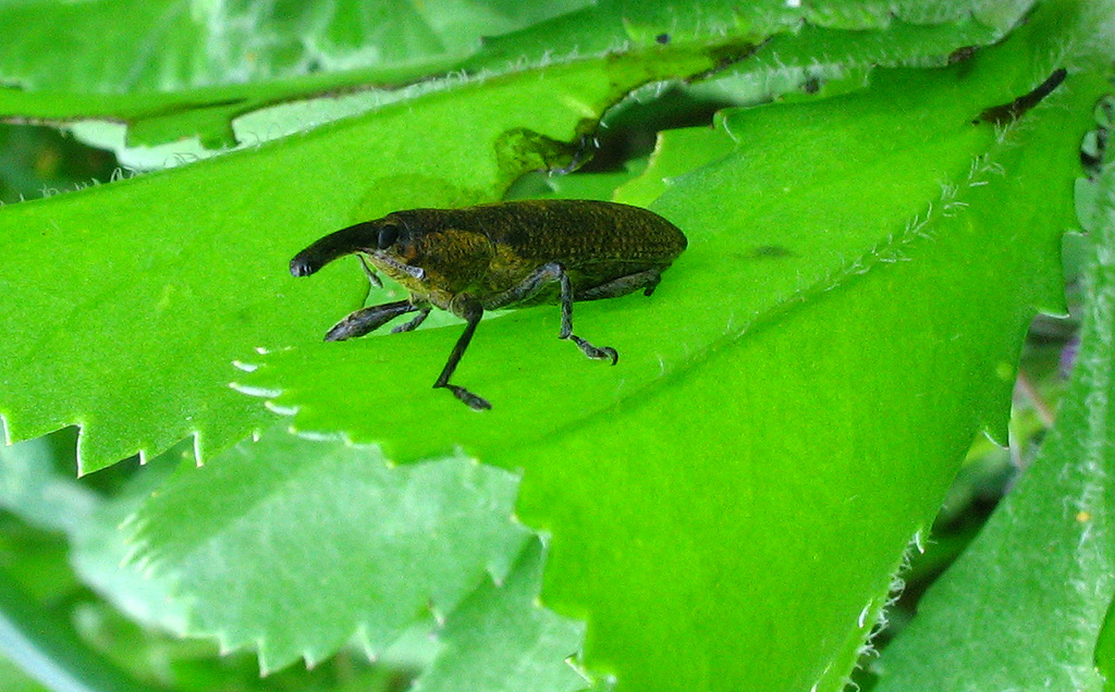 Lixus pulverulentus dell''Elba