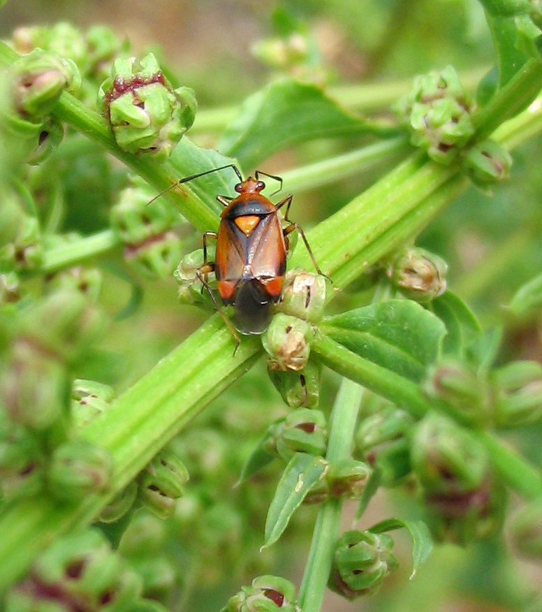 Miridae: Deraecoris ruber?