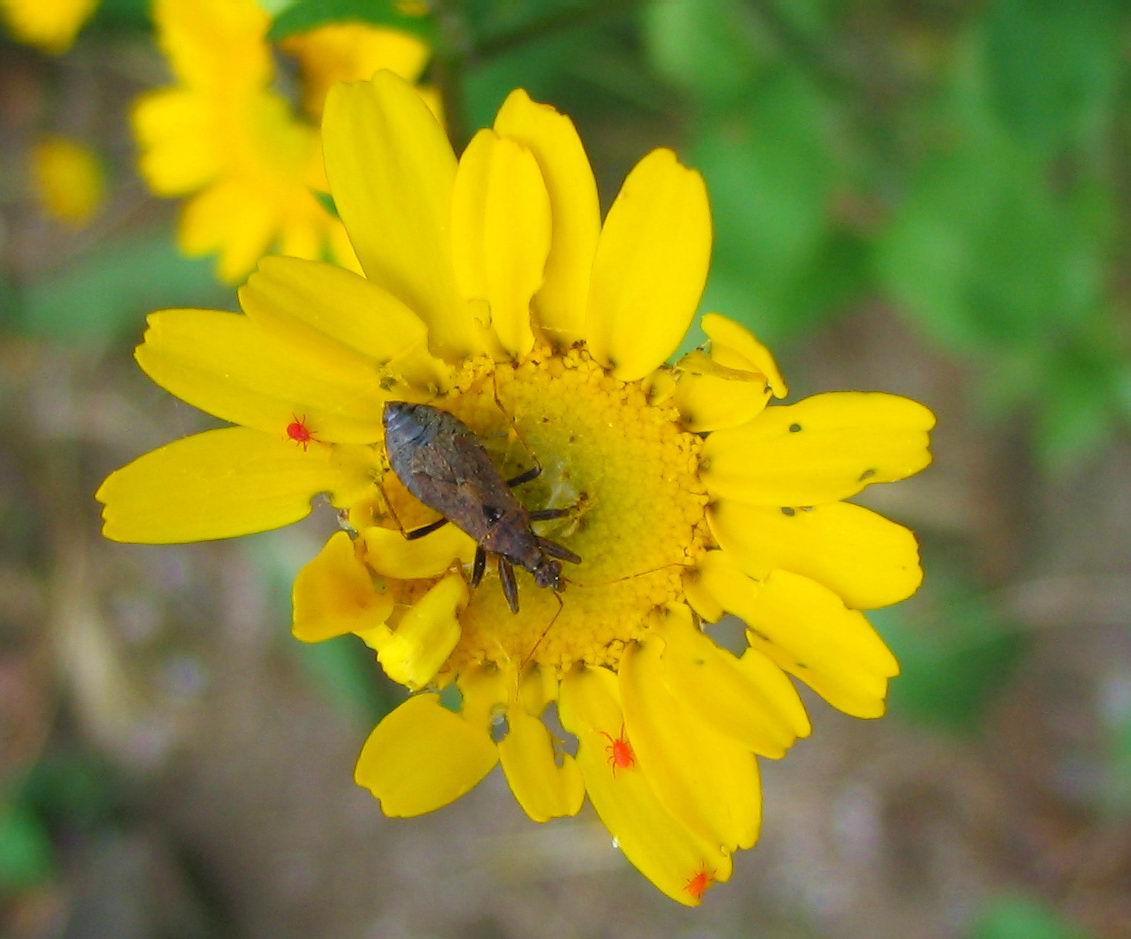 Nabidae: Himacerus (Aptus) mirmicoides