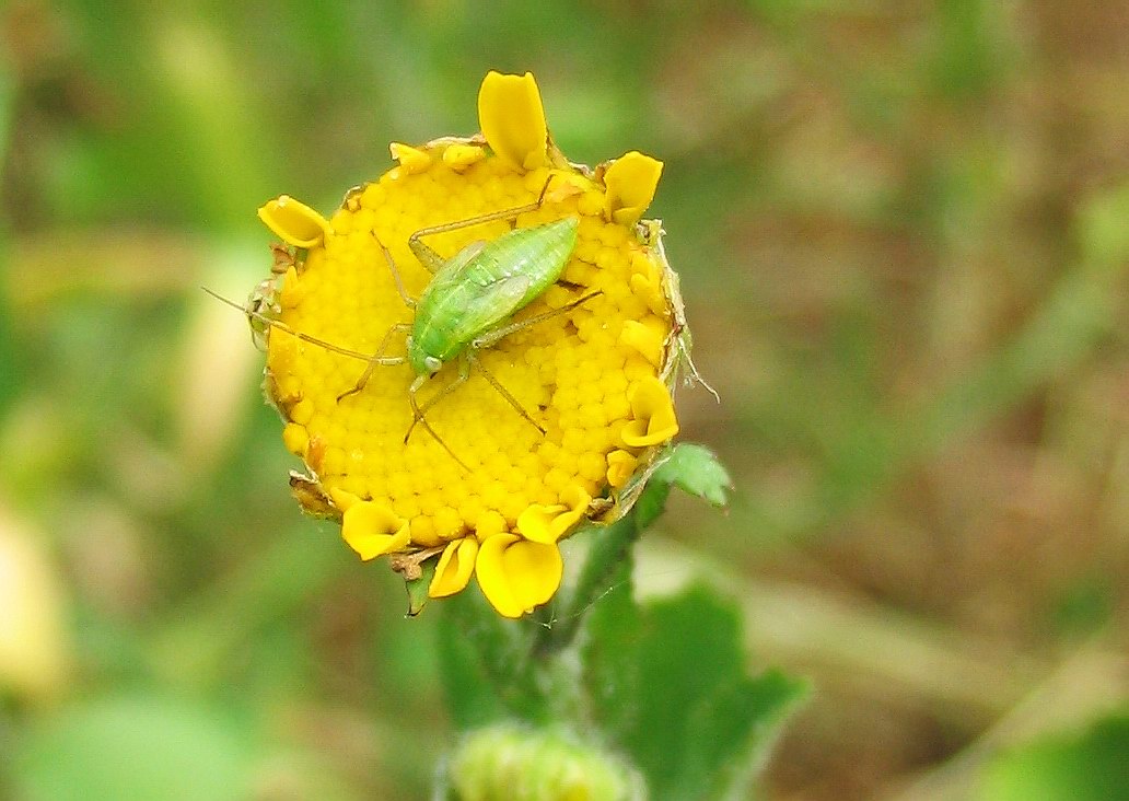 Closterotomus e Calocoris s.l. (giovani)