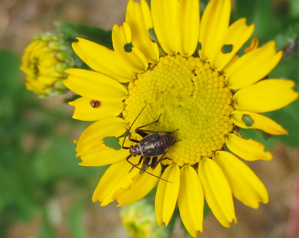 Closterotomus e Calocoris s.l. (giovani)