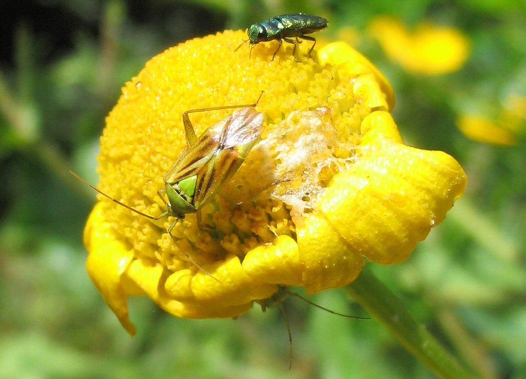 Closterotomus trivialis, C.norwegicus (Heteroptera, Miridae)