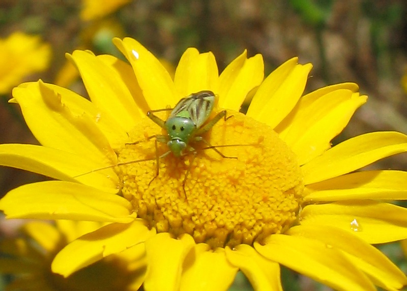 Closterotomus trivialis, C.norwegicus (Heteroptera, Miridae)