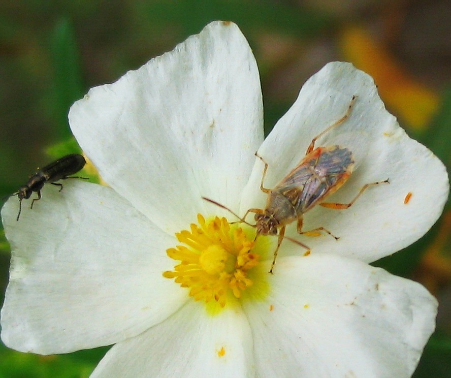 Rhopalidae nuovo di NM: Liorhyssus hyalinus (Heteroptera)