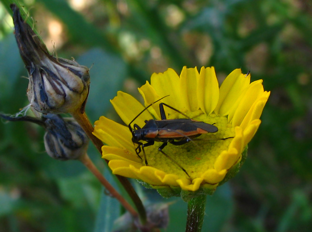 Dionconotus sp.? Sembra... ma  un Calocoris.