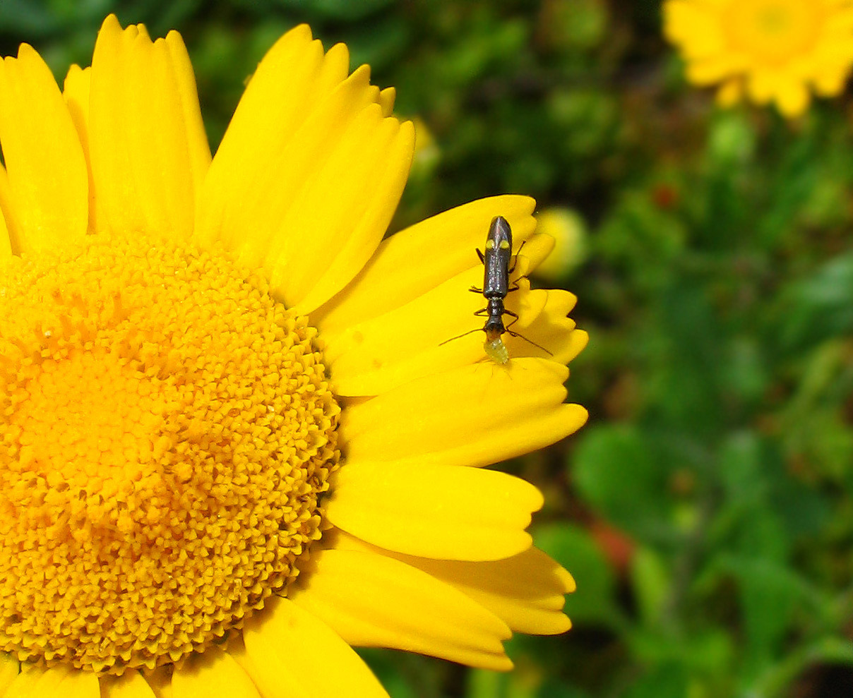 Cantharidae: Malthinus sp.