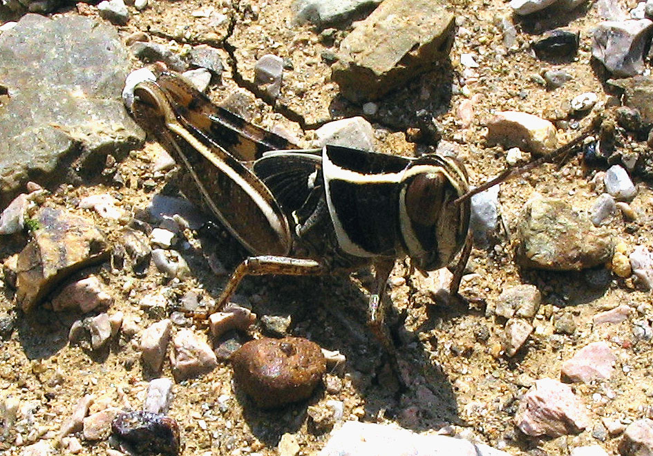 Piccoli ortotteri crescono: Calliptamus barbarus