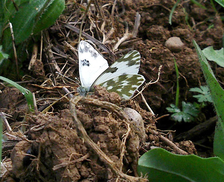 Euchloe ausonia e Pontia edusa