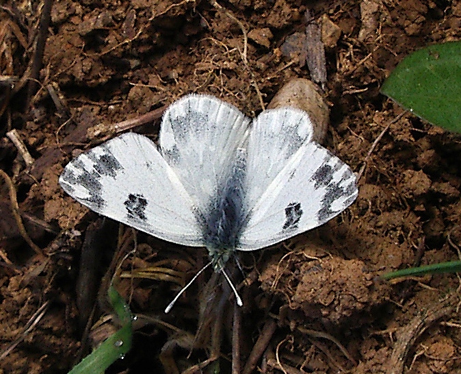 Euchloe ausonia e Pontia edusa