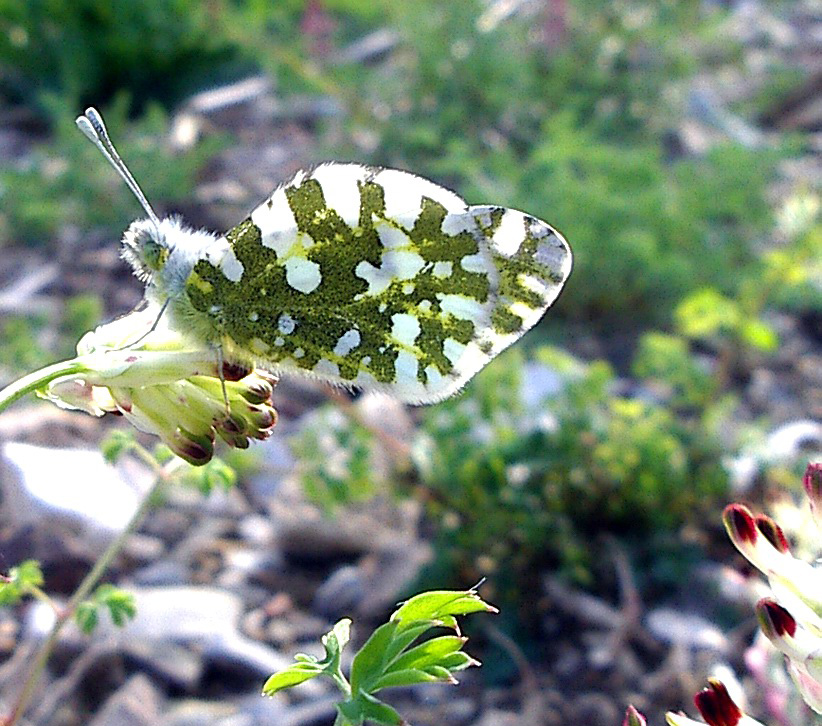 Euchloe ausonia e Pontia edusa