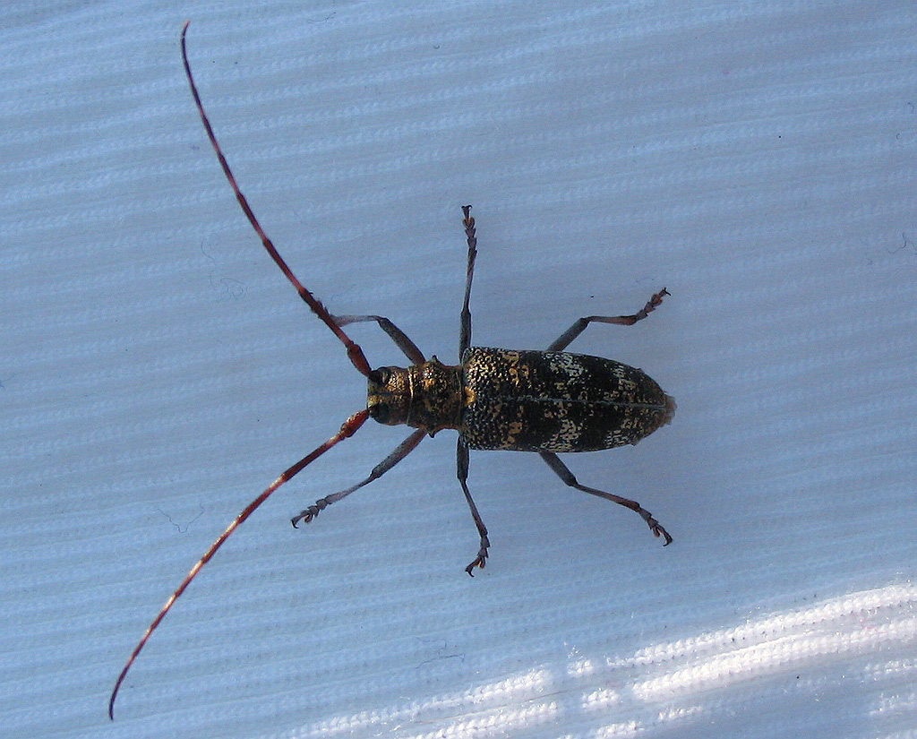 Monochamus galloprovincialis dell''Elba