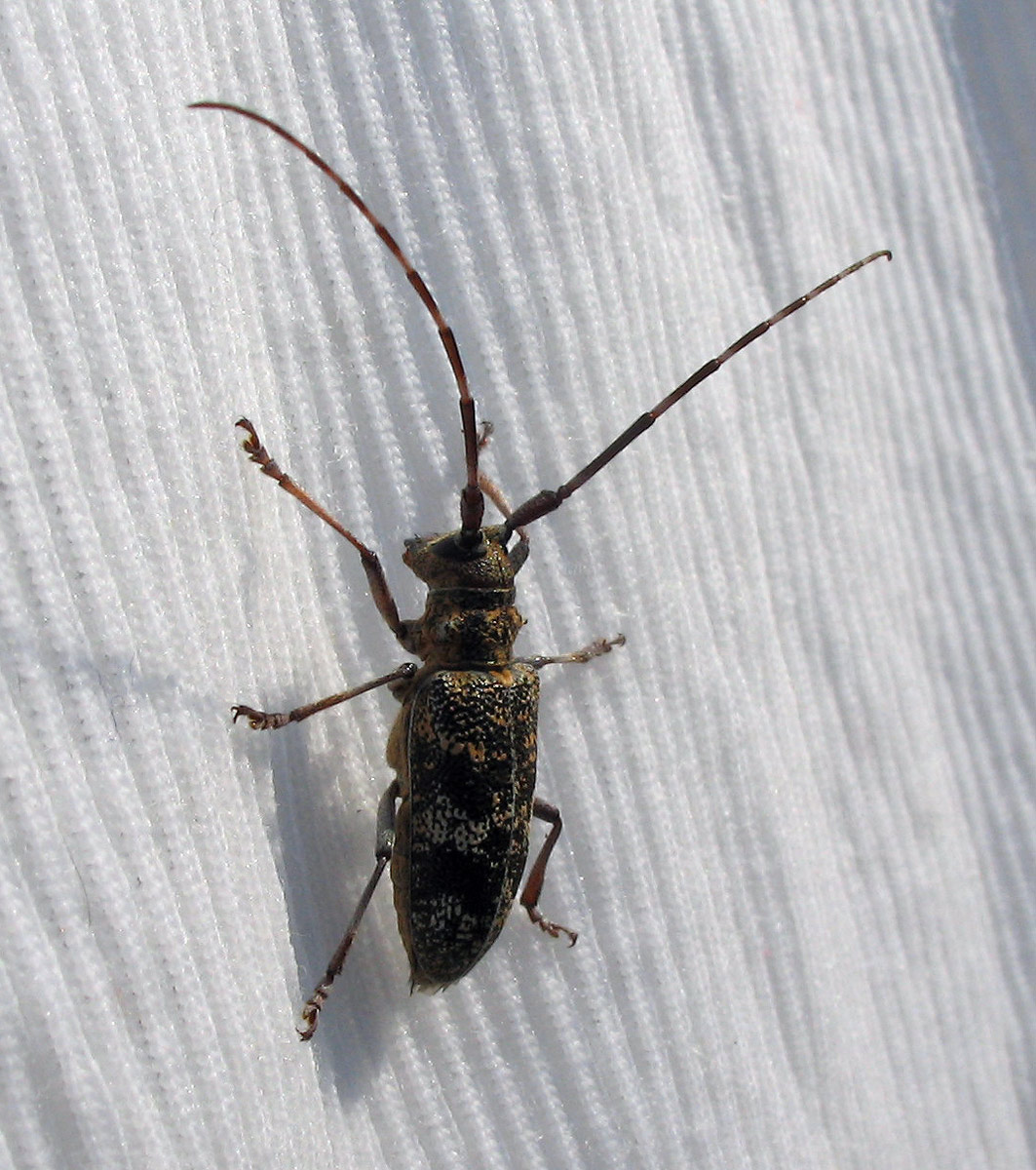 Monochamus galloprovincialis dell''Elba