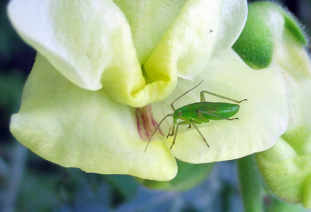 Un altro giovane Closterotomus o Calocoris?
