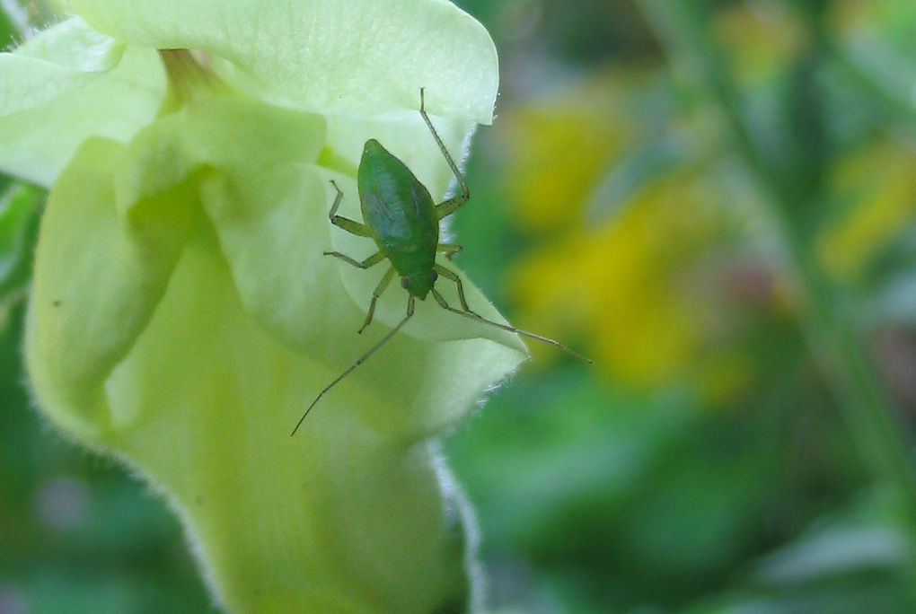 Un altro giovane Closterotomus o Calocoris?