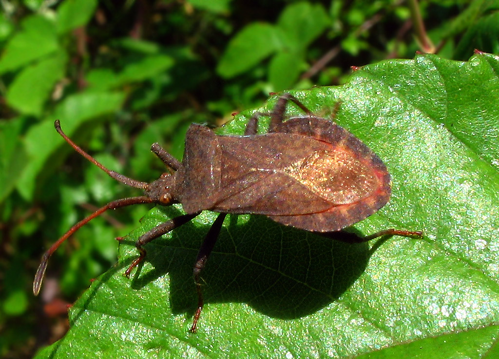 Gonocerus acuteangulatus (ninfa) e Coreus marginatus