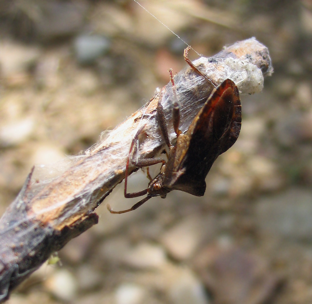 Gonocerus acuteangulatus (ninfa) e Coreus marginatus