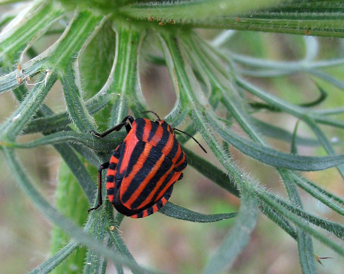 Graphosoma italicum, G.semipunctatum e Graphosoma???