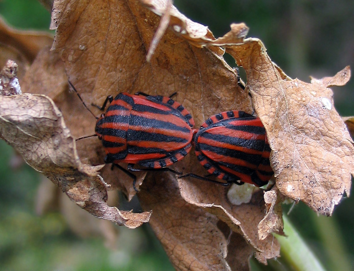 Graphosoma italicum, G.semipunctatum e Graphosoma???