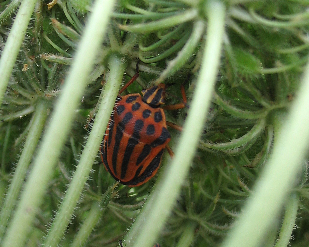 Graphosoma italicum, G.semipunctatum e Graphosoma???