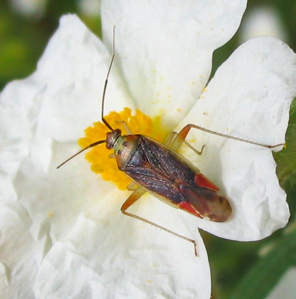 Closterotomus trivialis, C.norwegicus (Heteroptera, Miridae)