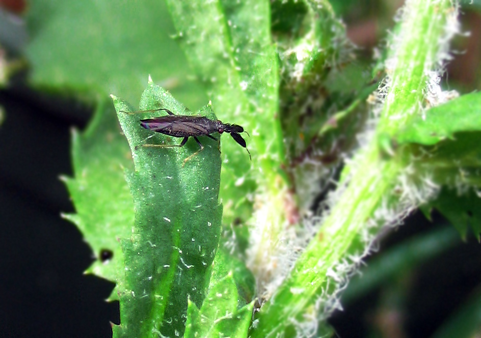 Heterotoma planicornis
