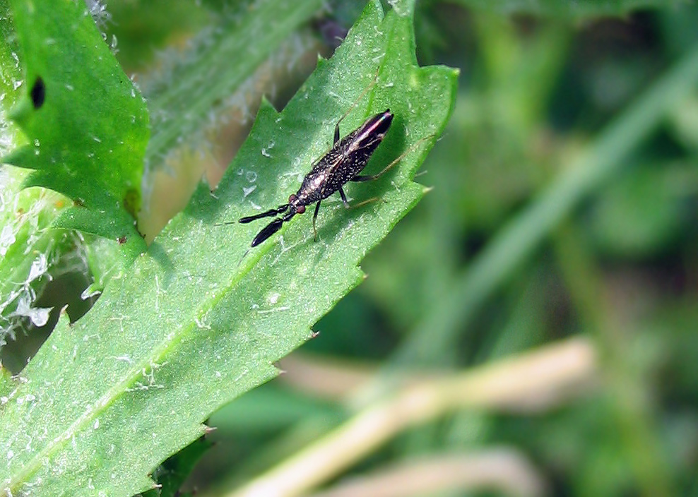 Heterotoma planicornis
