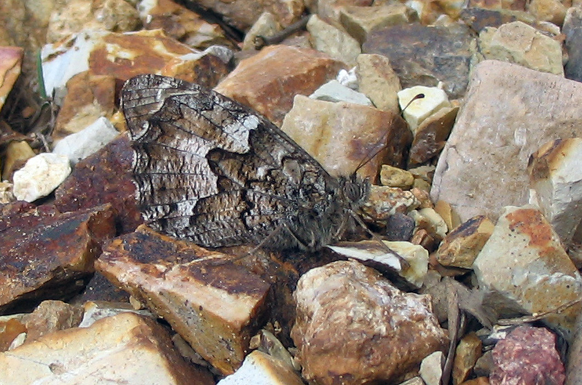 Hipparchia sp.