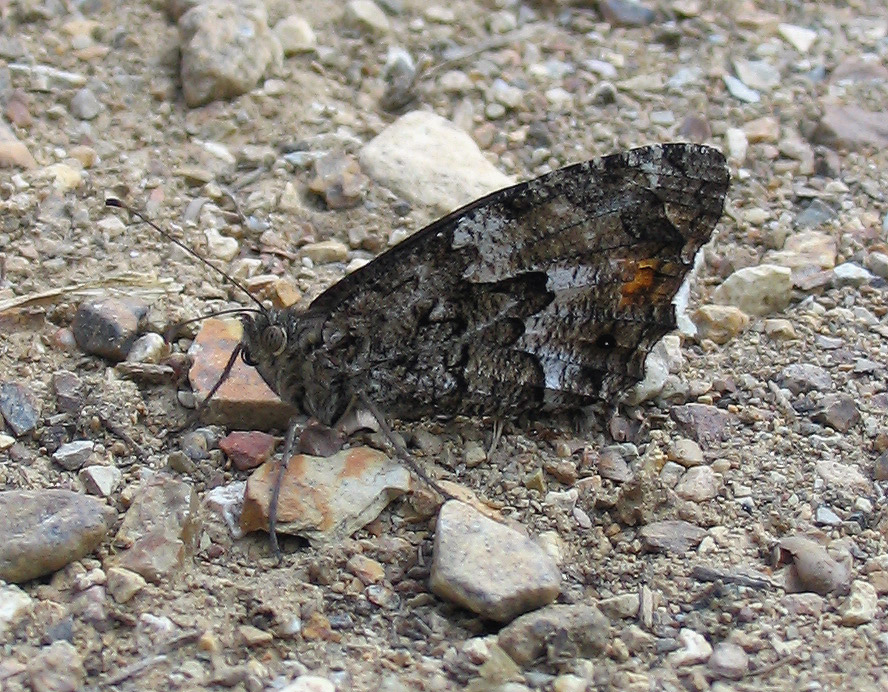 Hipparchia sp.
