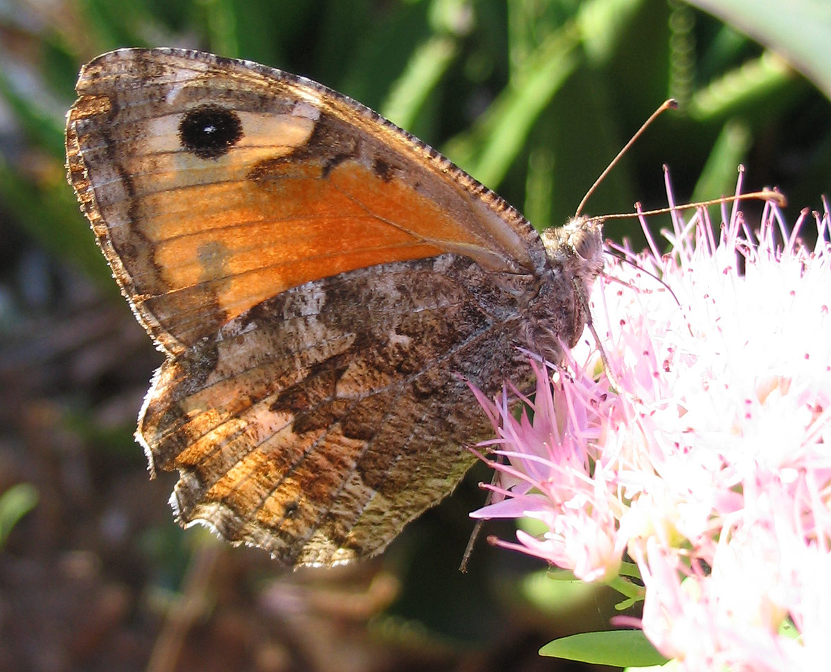 Hipparchia sp.