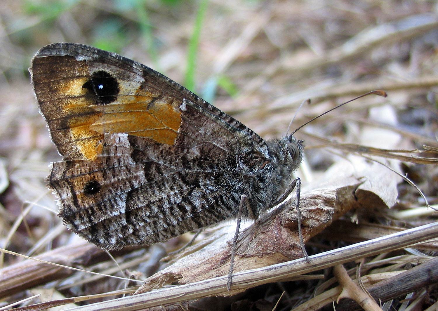 Hipparchia sp.