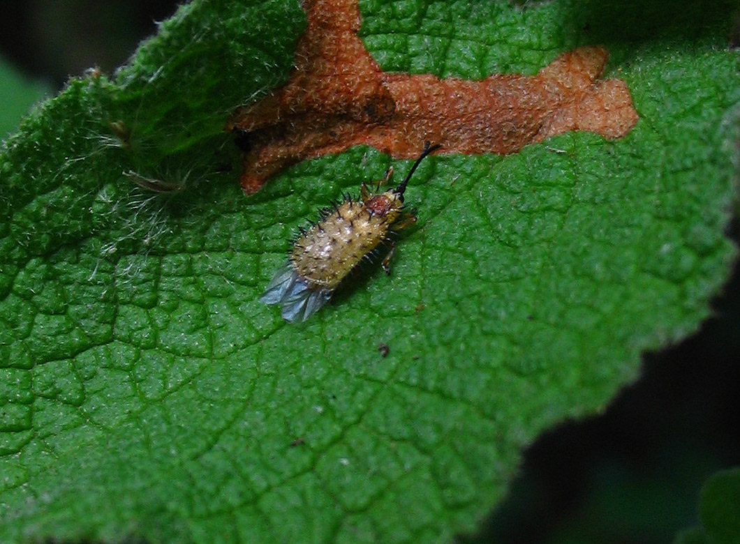 Dicladispa testacea 