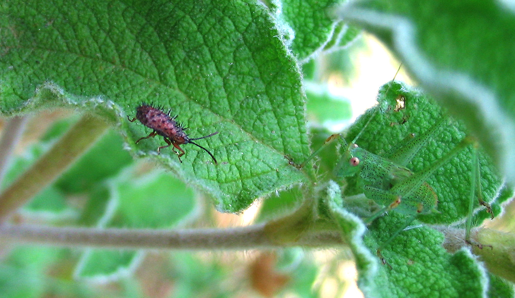 Dicladispa testacea