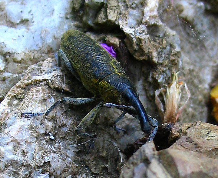 Lixus pulverulentus dell''Elba