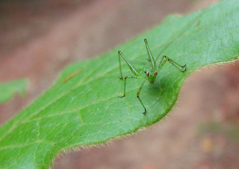 Leptophyes punctatissima e Tettigonia viridissima