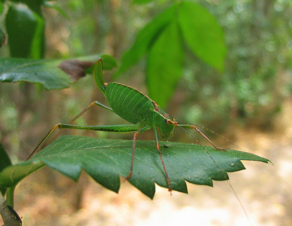 Leptophyes punctatissima e Tettigonia viridissima