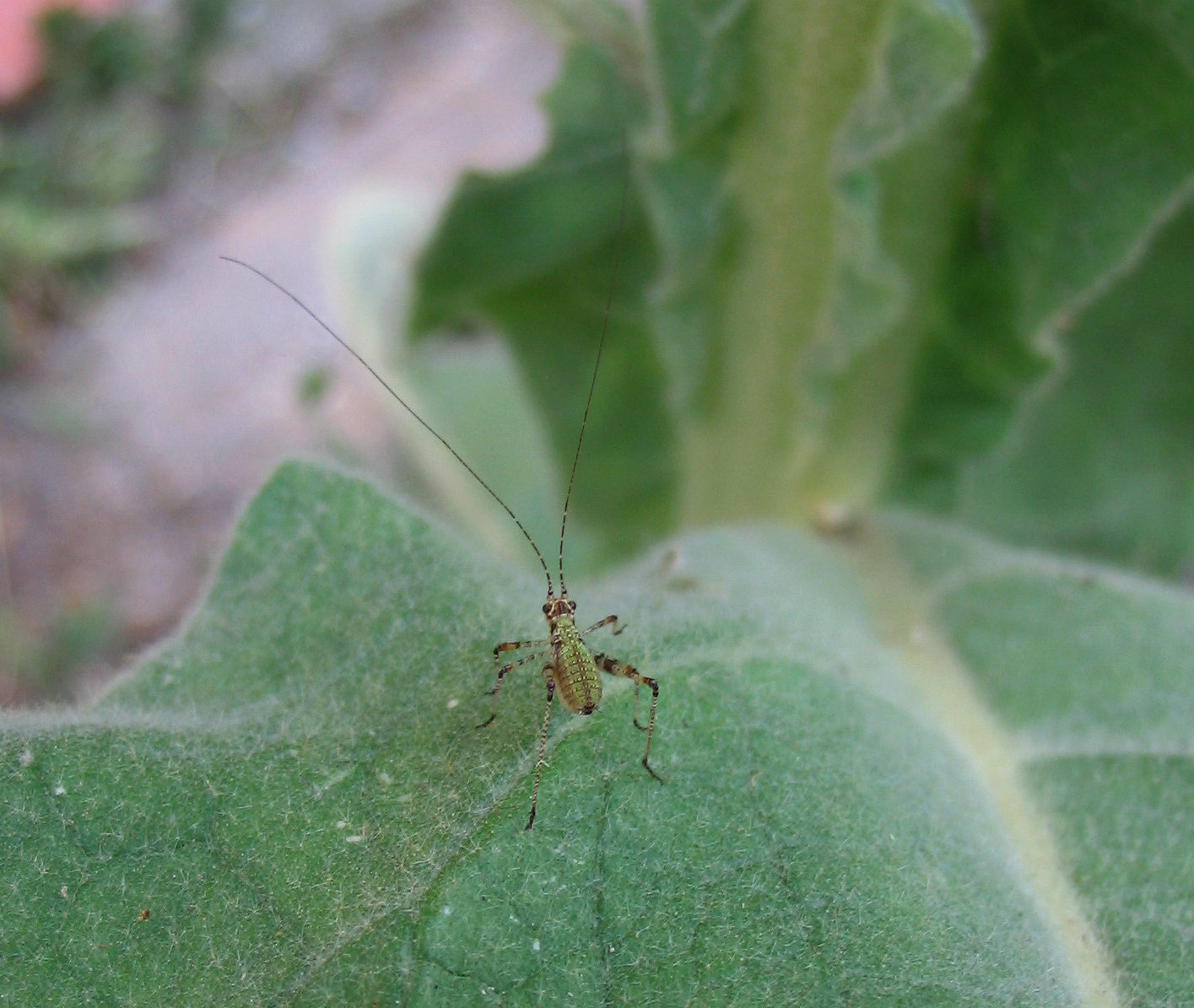 Leptophyes punctatissima e Tettigonia viridissima