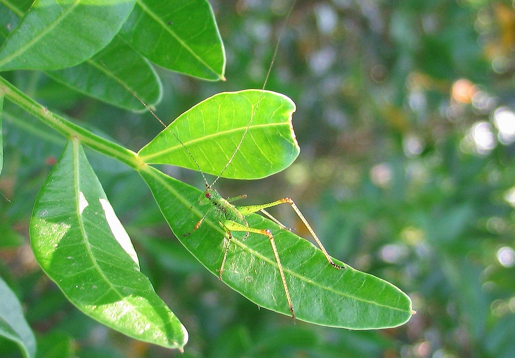 Leptophyes punctatissima e Tettigonia viridissima