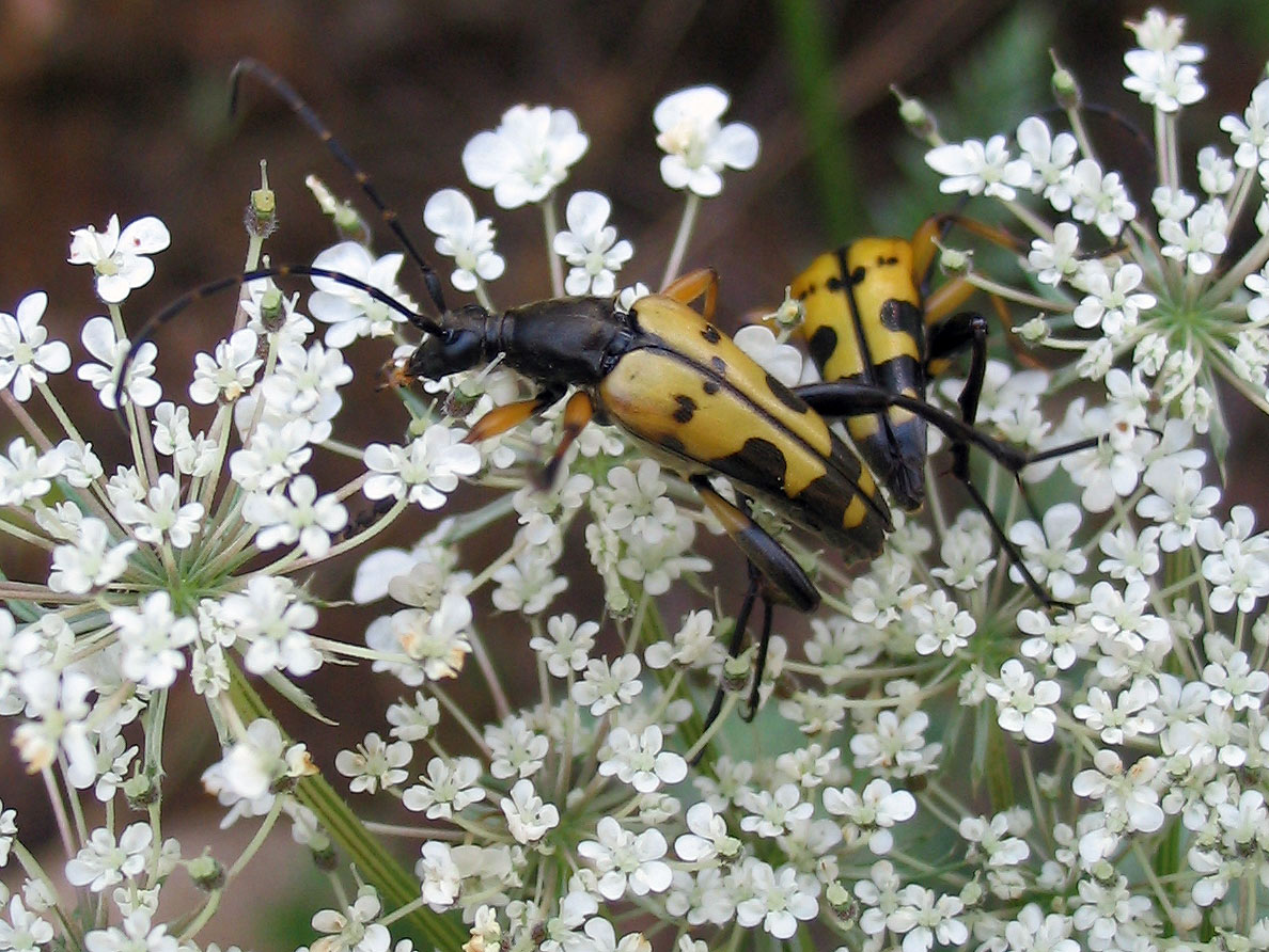 Rutpela maculata (Cerambycidae) e Sitaris solieri (Meloidae)